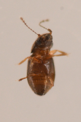 Ptiliinae