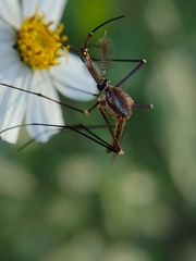 Toxorhynchites moctezuma