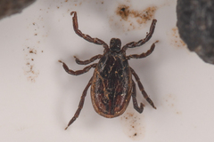 Ixodes pacificus