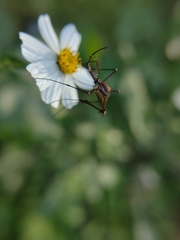 Toxorhynchites moctezuma