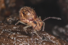 Ptenothrix