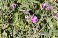 Mirabilis comata