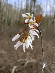 Amelanchier laevis