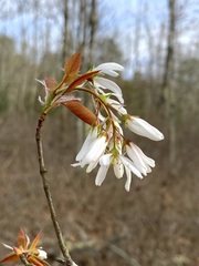 Amelanchier laevis