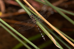 Austrosynthemis cyanitincta