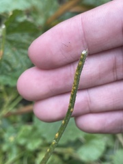 Puccinia glechomatis