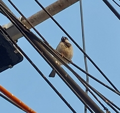 Passer domesticus