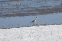 Pluvialis squatarola