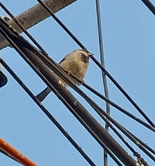 Passer domesticus
