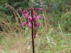 Dipodium punctatum