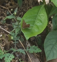 Abisara bifasciata suffusa