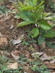 Abisara bifasciata suffusa