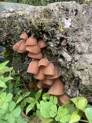 Auricularia fuscosuccinea