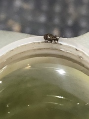 Myosides seriehispidus