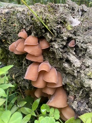 Auricularia fuscosuccinea