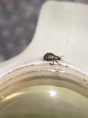 Myosides seriehispidus