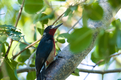 Melanerpes portoricensis