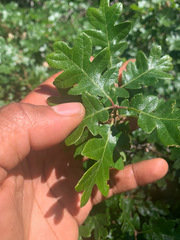 Quercus garryana breweri