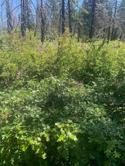 Quercus garryana breweri