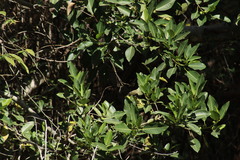 Vireo bellii