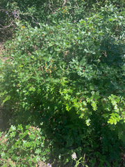 Quercus garryana breweri