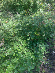 Quercus garryana breweri