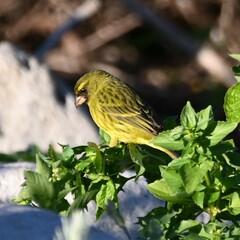 Crithagra scotops umbrosa