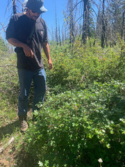 Quercus garryana breweri