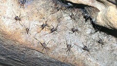 Euhadenoecus puteanus