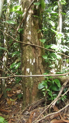 Vismia macrophylla