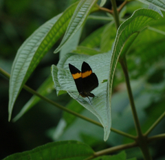 Emesis cypria paphia