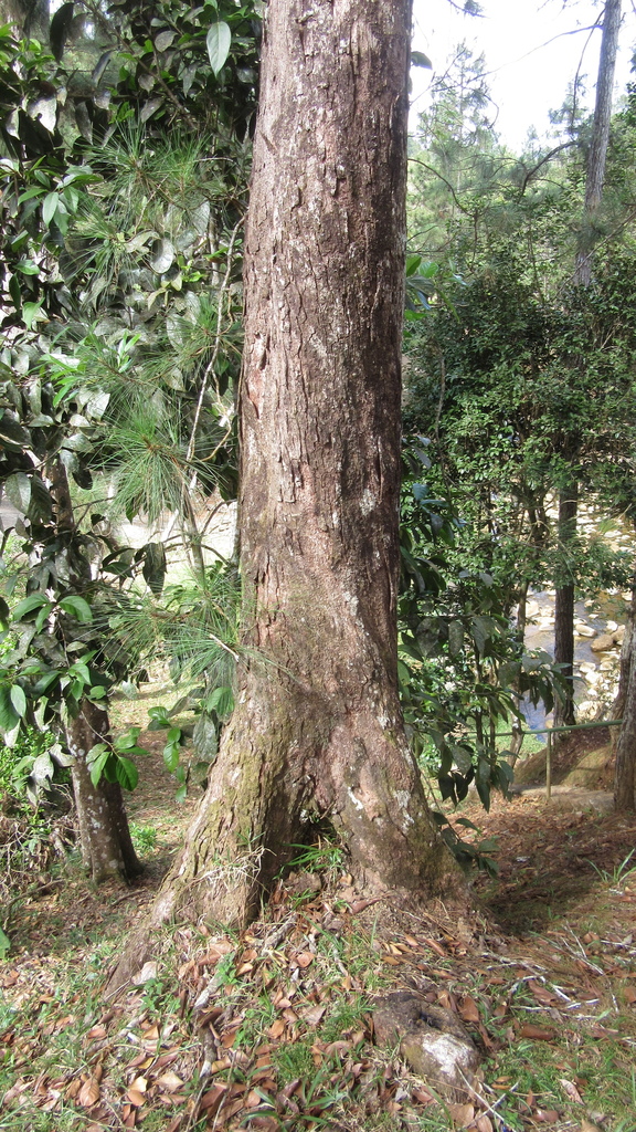 Vantanea depleta
