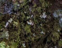 Ptilidium pulcherrimum