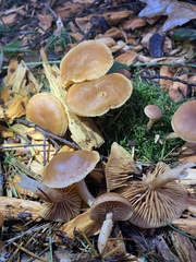 Tubariaceae