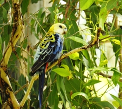 Platycercus eximius x adscitus