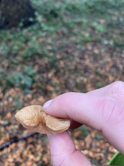 Tubariaceae