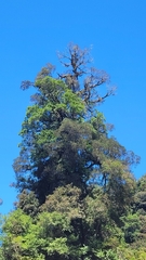 Ileostylus micranthus