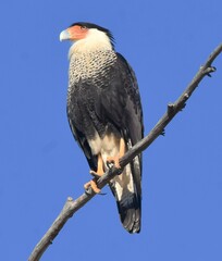 Caracara plancus cheriway
