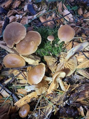 Tubariaceae