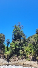 Ileostylus micranthus