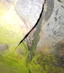 Hemidactylus triedrus