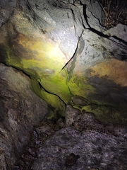 Hemidactylus triedrus