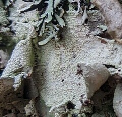 Lecanora thysanophora