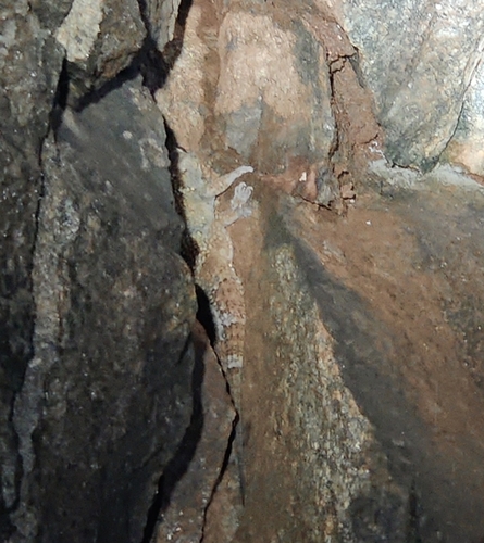 Dutta’s Mahendragiri Gecko/ Hemidactyl, Hemidactylus sushilduttai