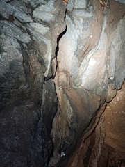 Hemidactylus sushilduttai