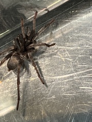 Calisoga longitarsis