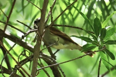 Pachyramphus polychopterus