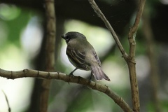 Pachyramphus polychopterus