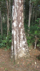 Couratari guianensis
