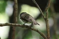 Pachyramphus polychopterus